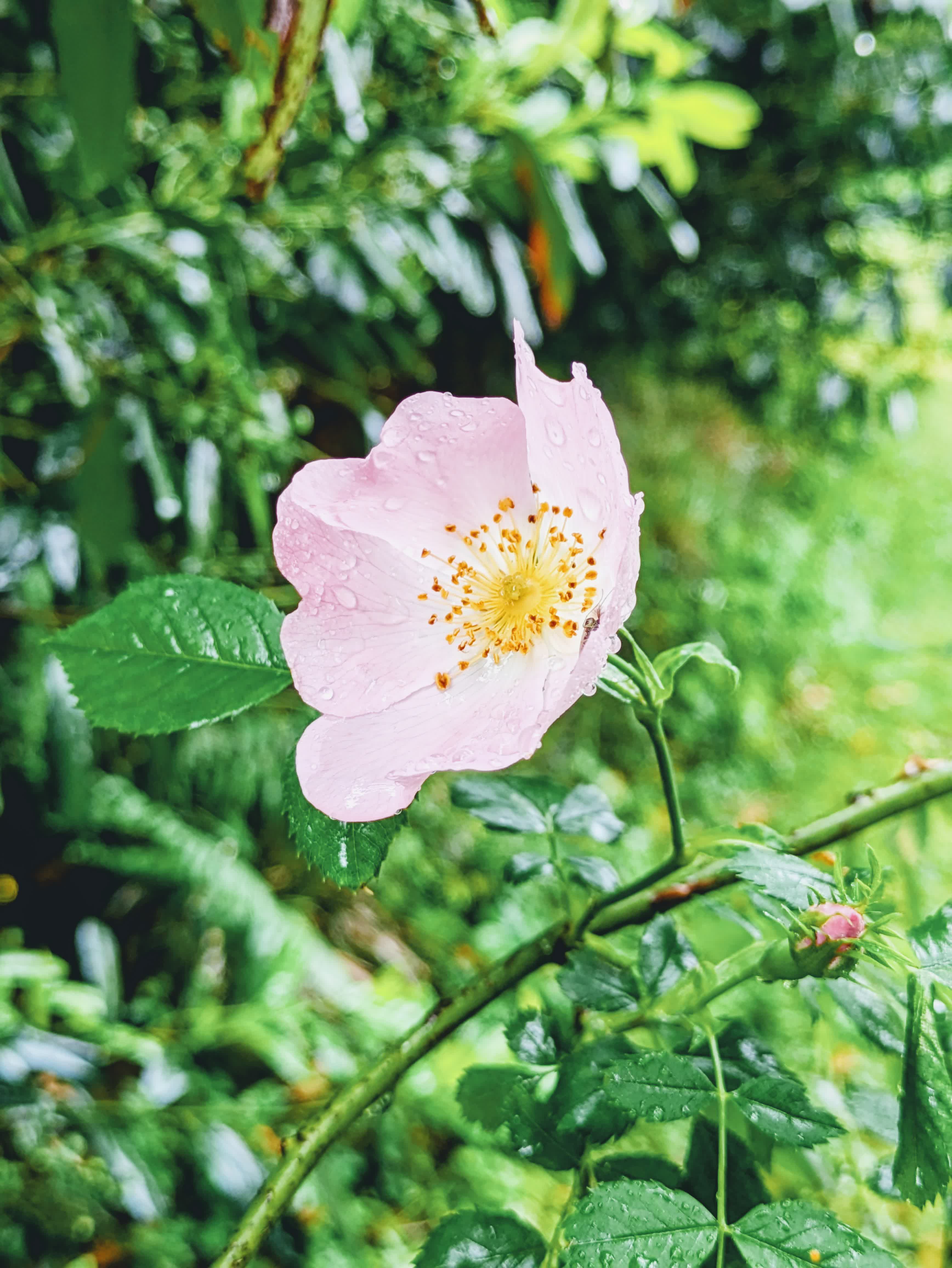 Eine Blume