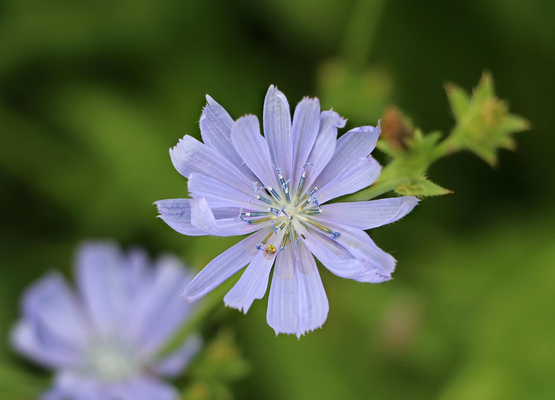 Blume und Kräuter