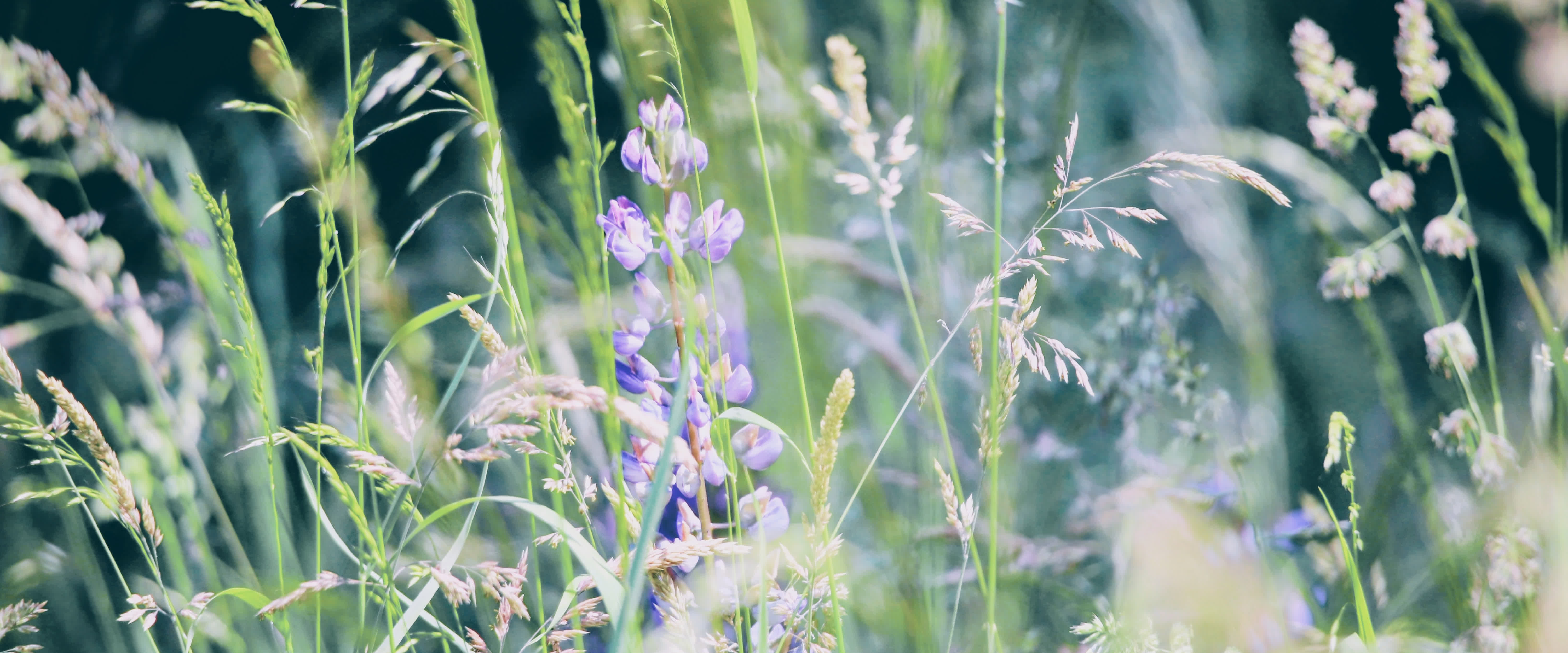 Hintergrundbild von Blumen