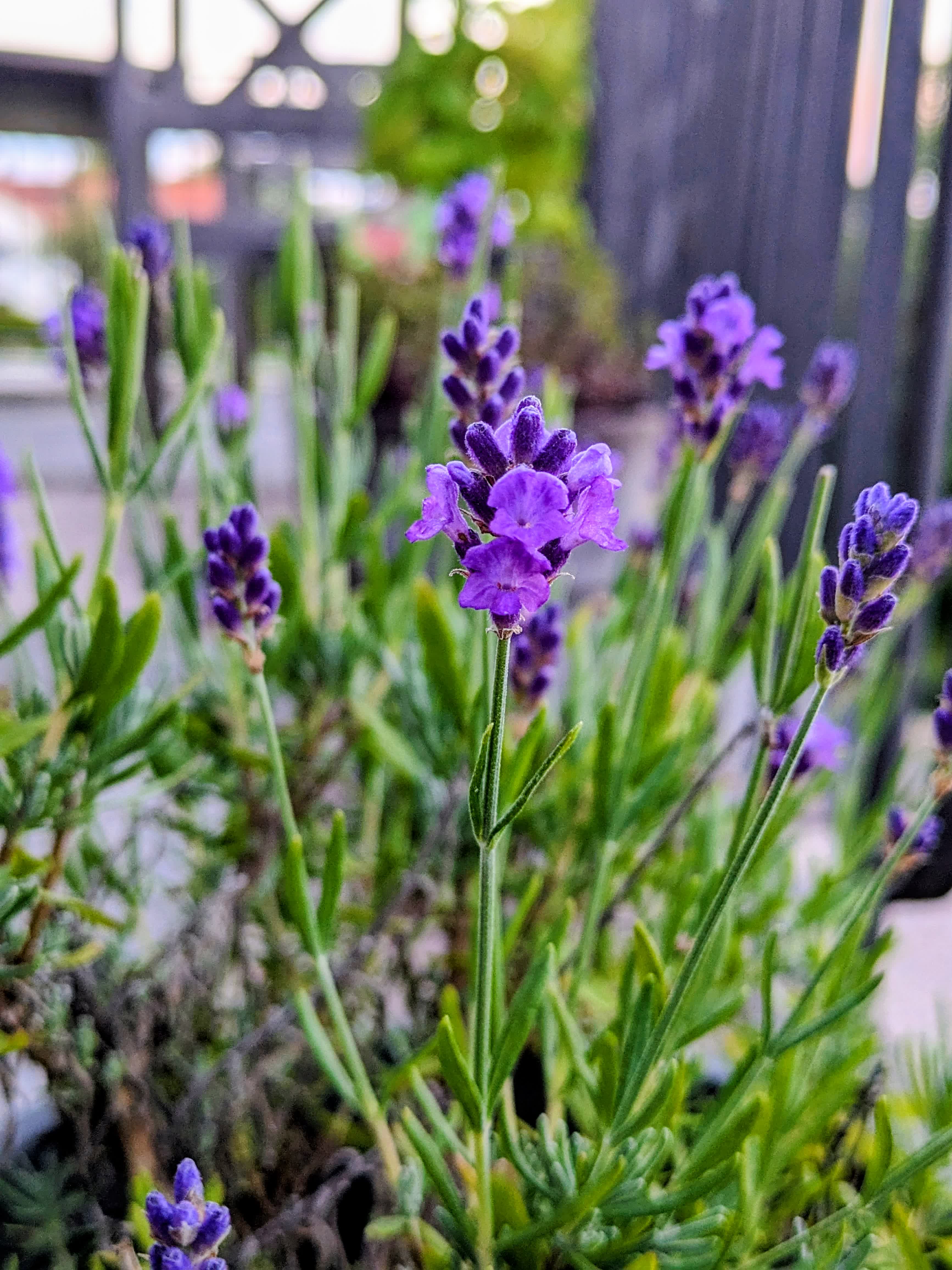 Mehrere Blumen